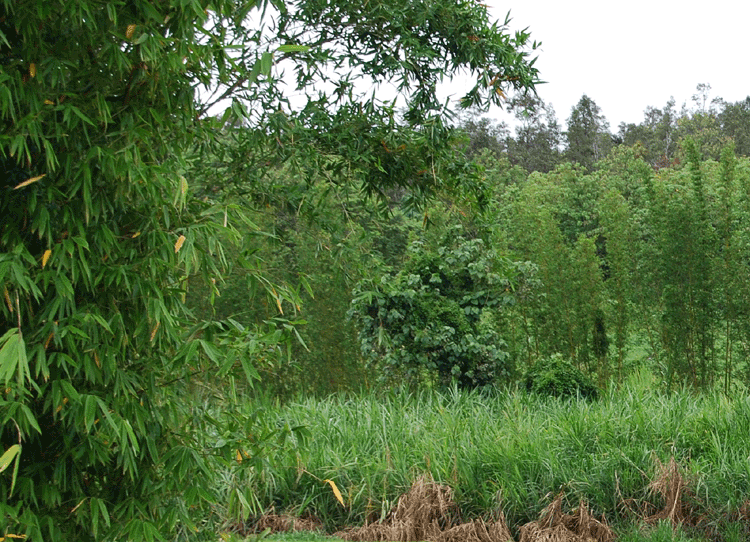 bamboo-and-cane-prus