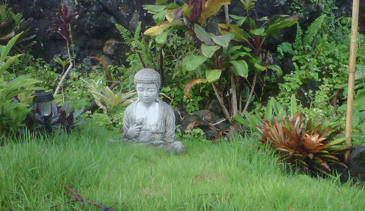 buddha-grass