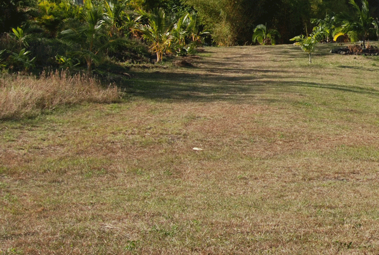 drought in pahoa hawaii