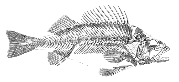 fish skeleton