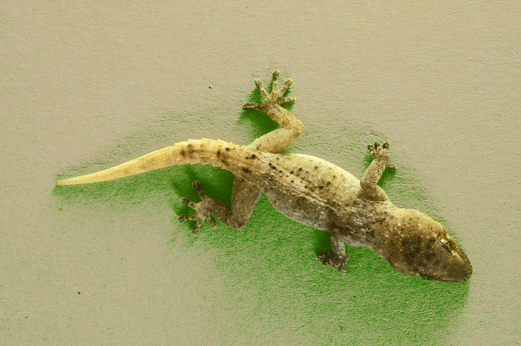 gecko-on-green-wall