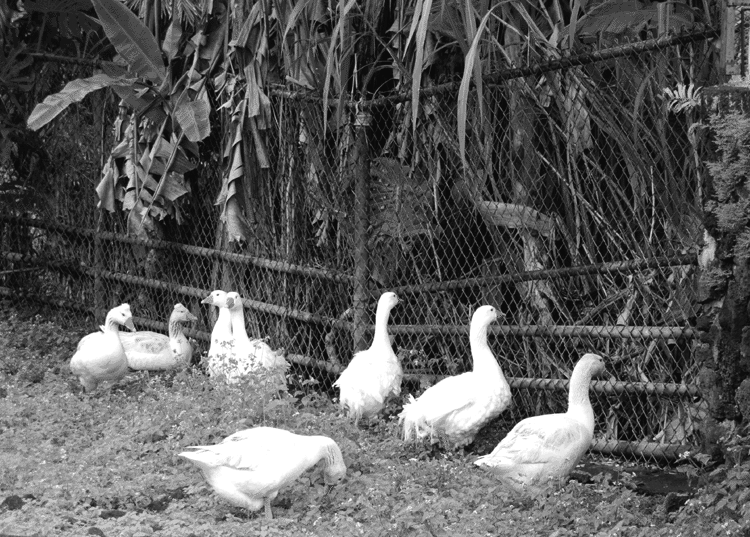 geese-bw