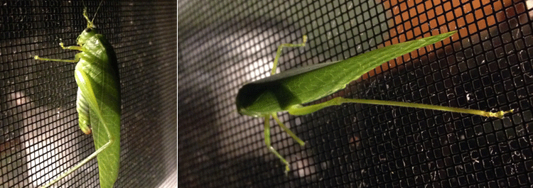 grasshopper on the screen