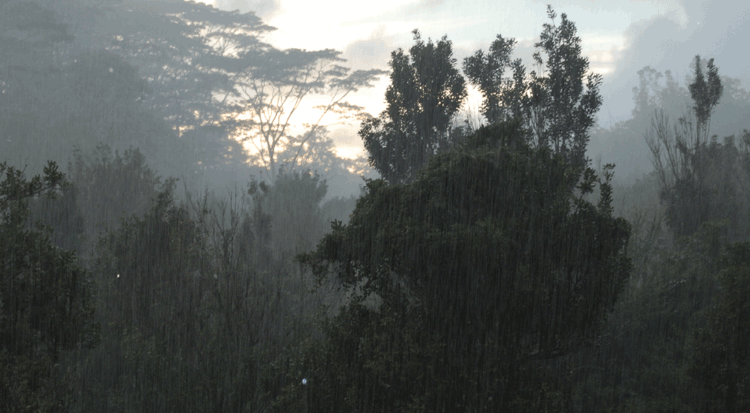 jungle-rain-with-albizia
