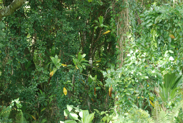 kukui trees