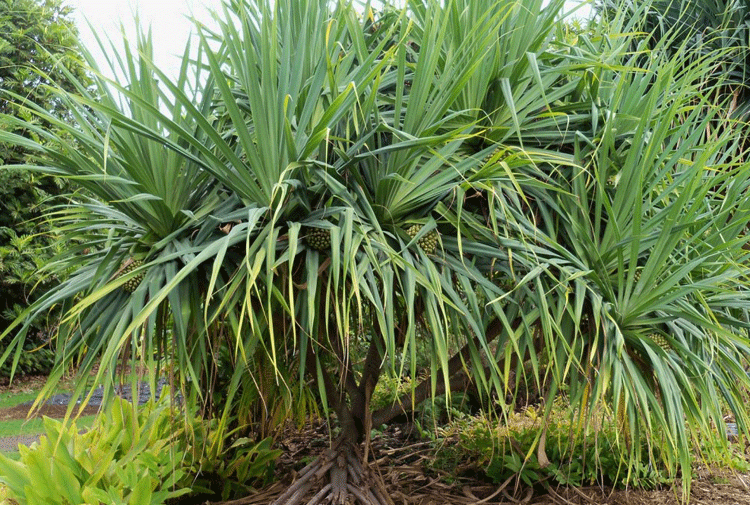 lau hala tree from hawaii picture of the day