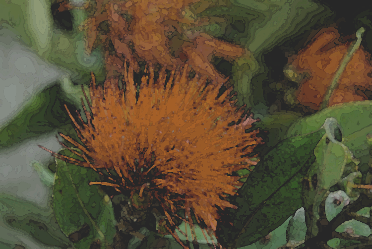 Lehua blossom