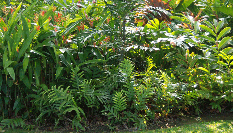 tropical flower bed