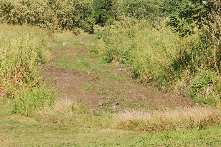 jungle road puna hawaii