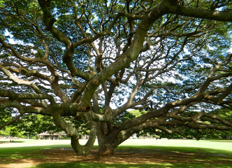 monkey-pod-tree