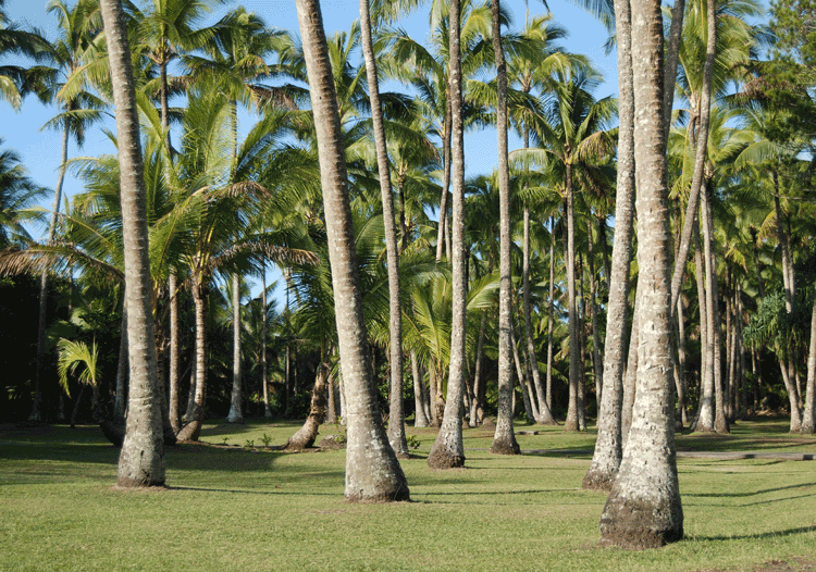 palm-garden (266K)