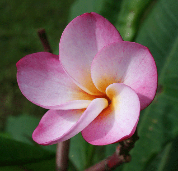 pink plumeria