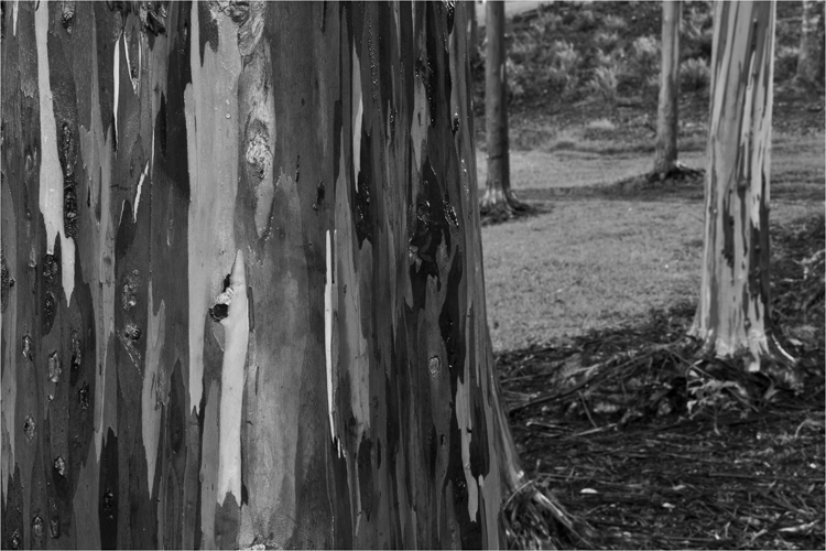 rainbow eucalyptus