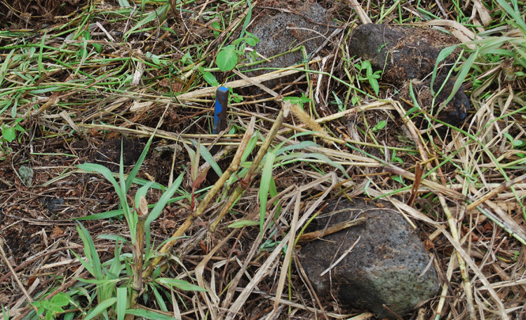 rocks and grass