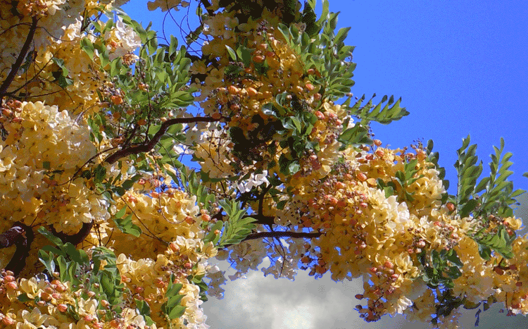 shower-tree-golden