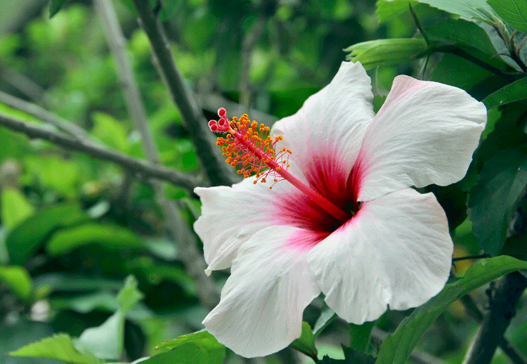 white hibiscus flower